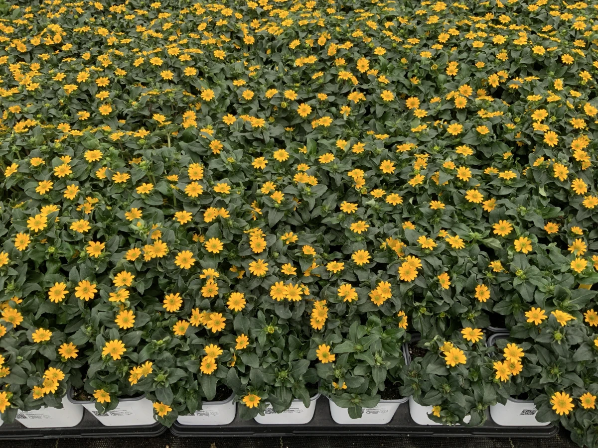 Creeping Zinnia