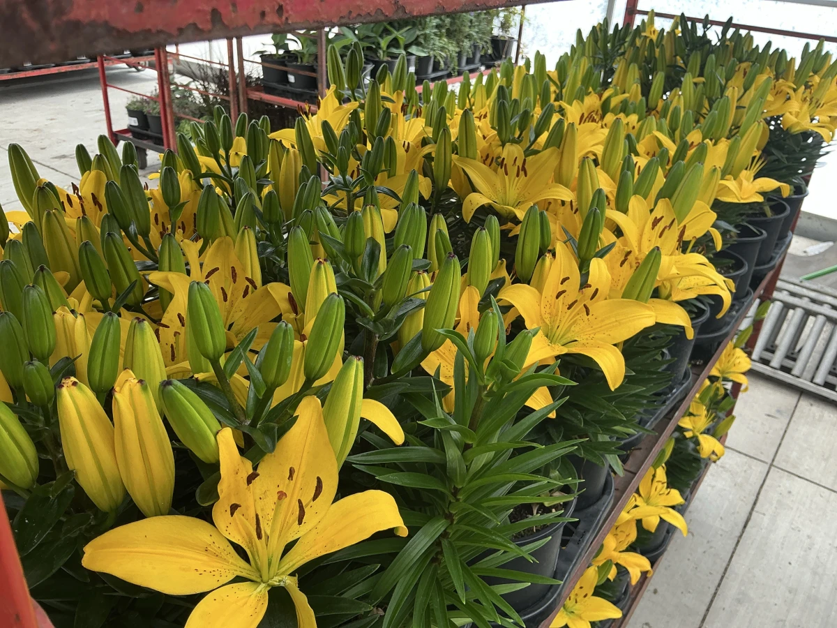 Lily