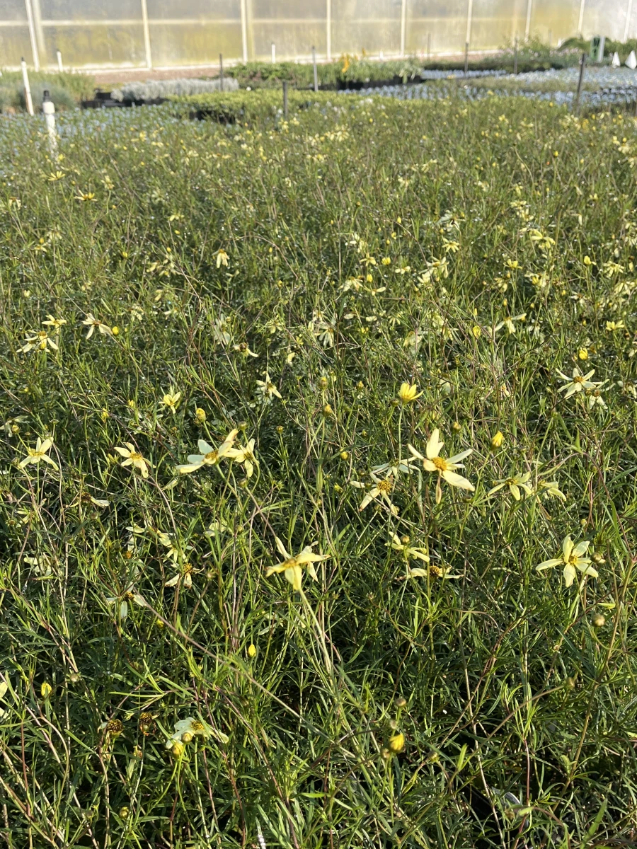 Threadleaf Coreopsis