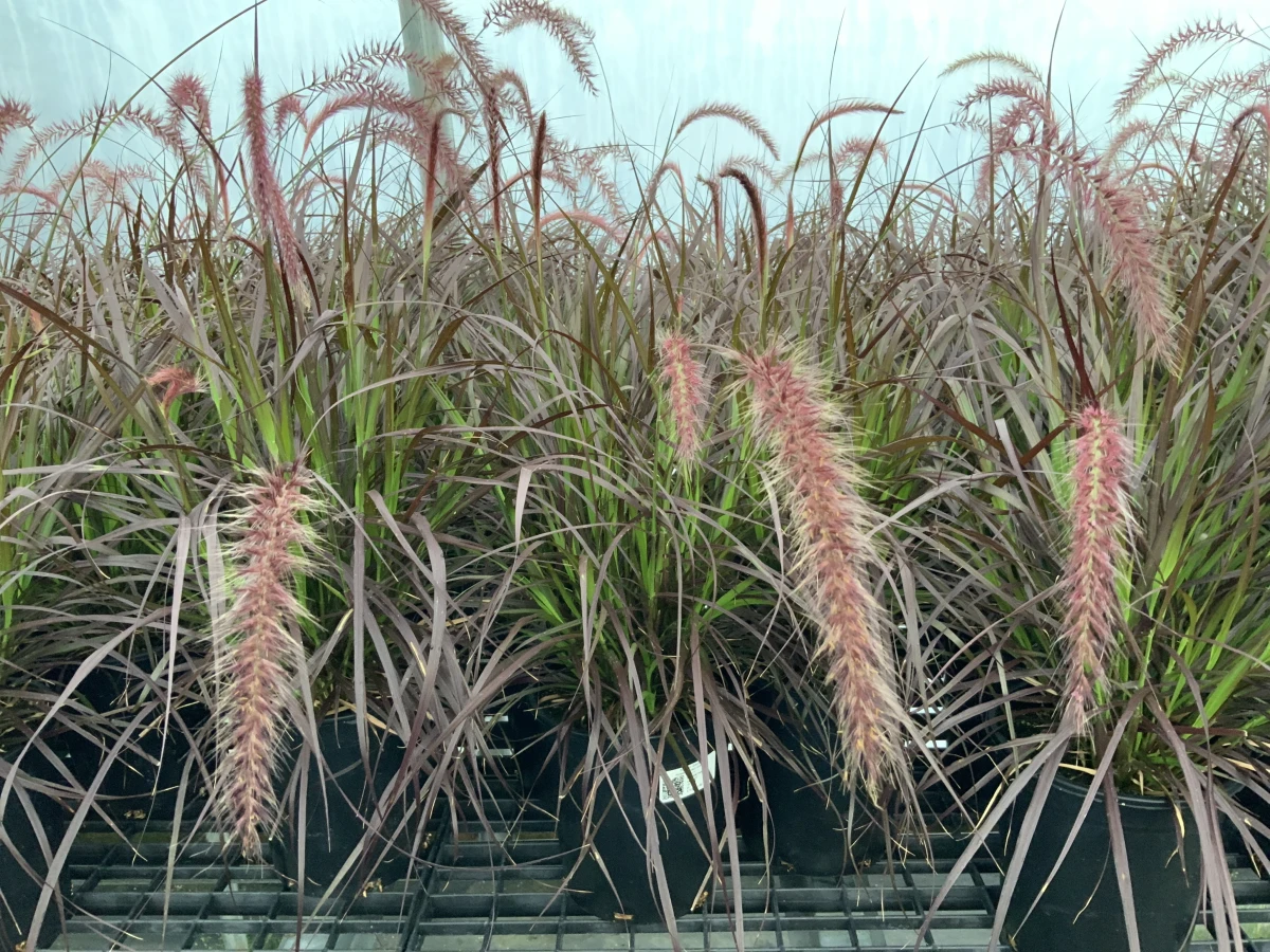 Purple Fountain Grass
