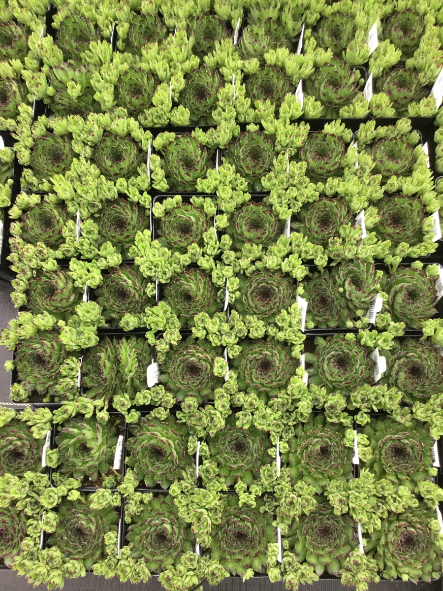 Hens and Chicks