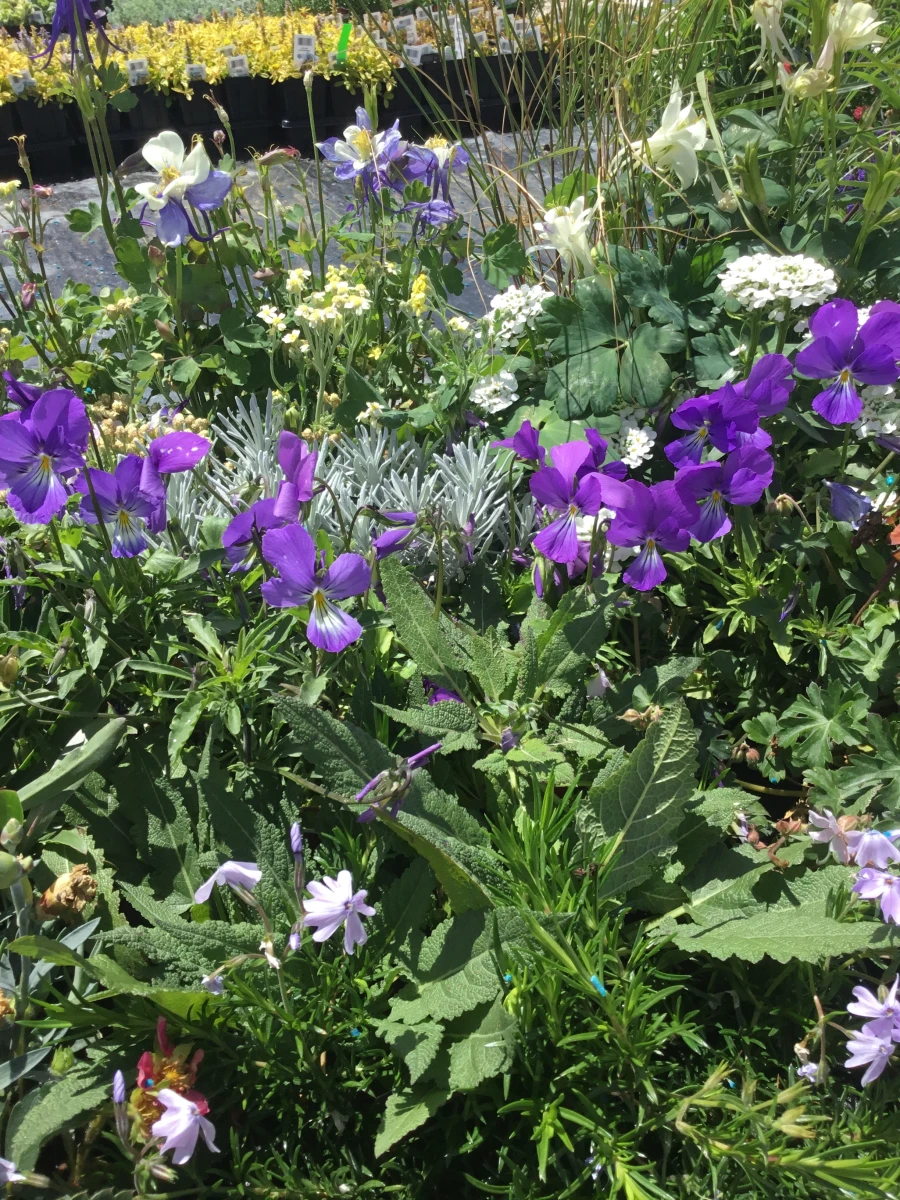 Perennials