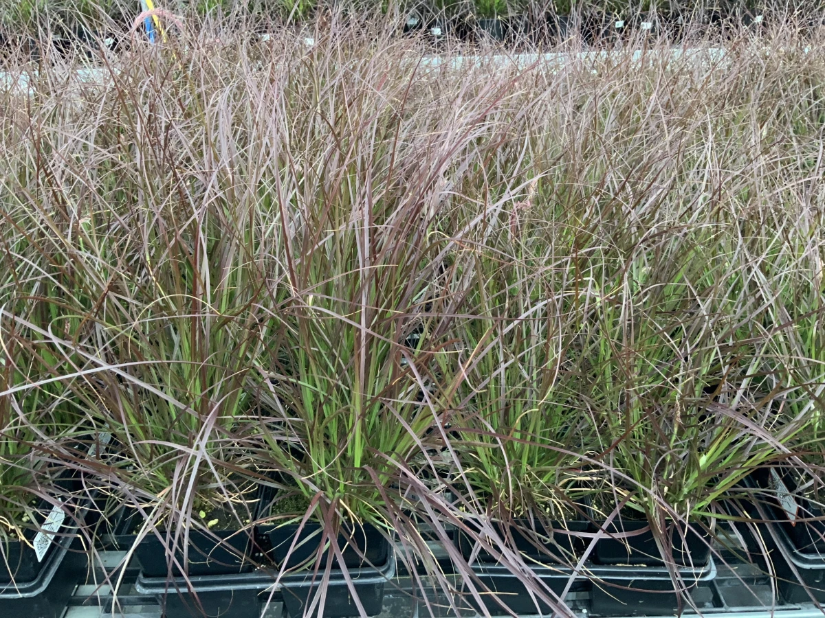 Dwarf Purple Fountain Grass