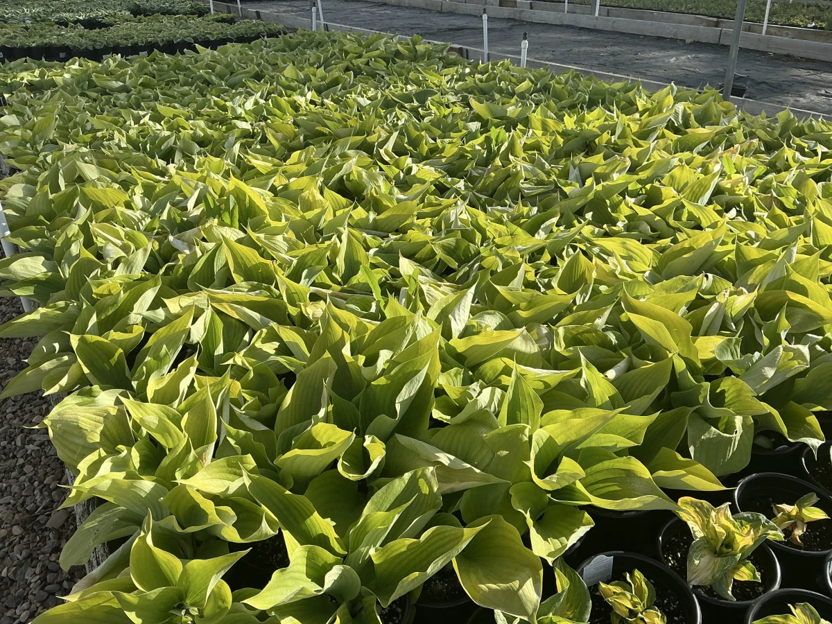Plantain Lily