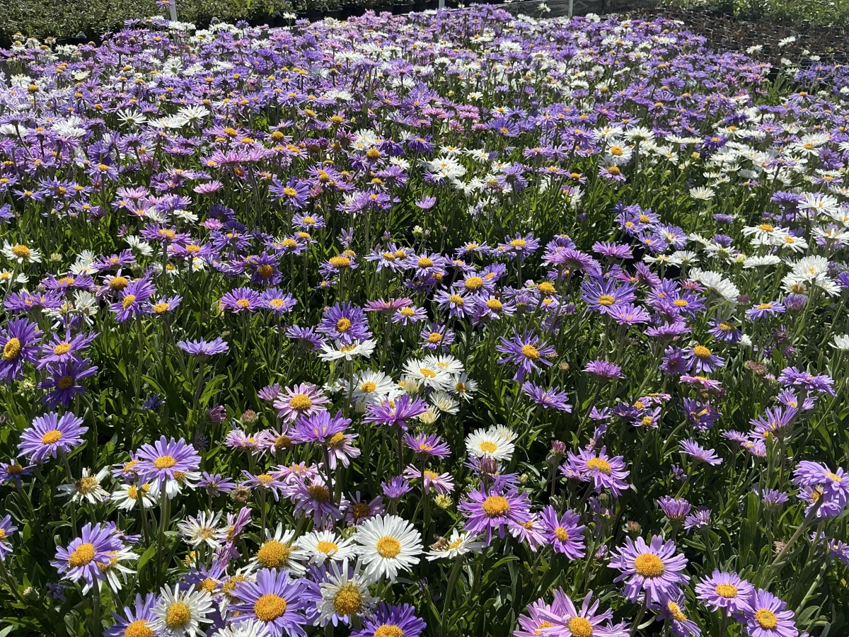 Alpine Aster