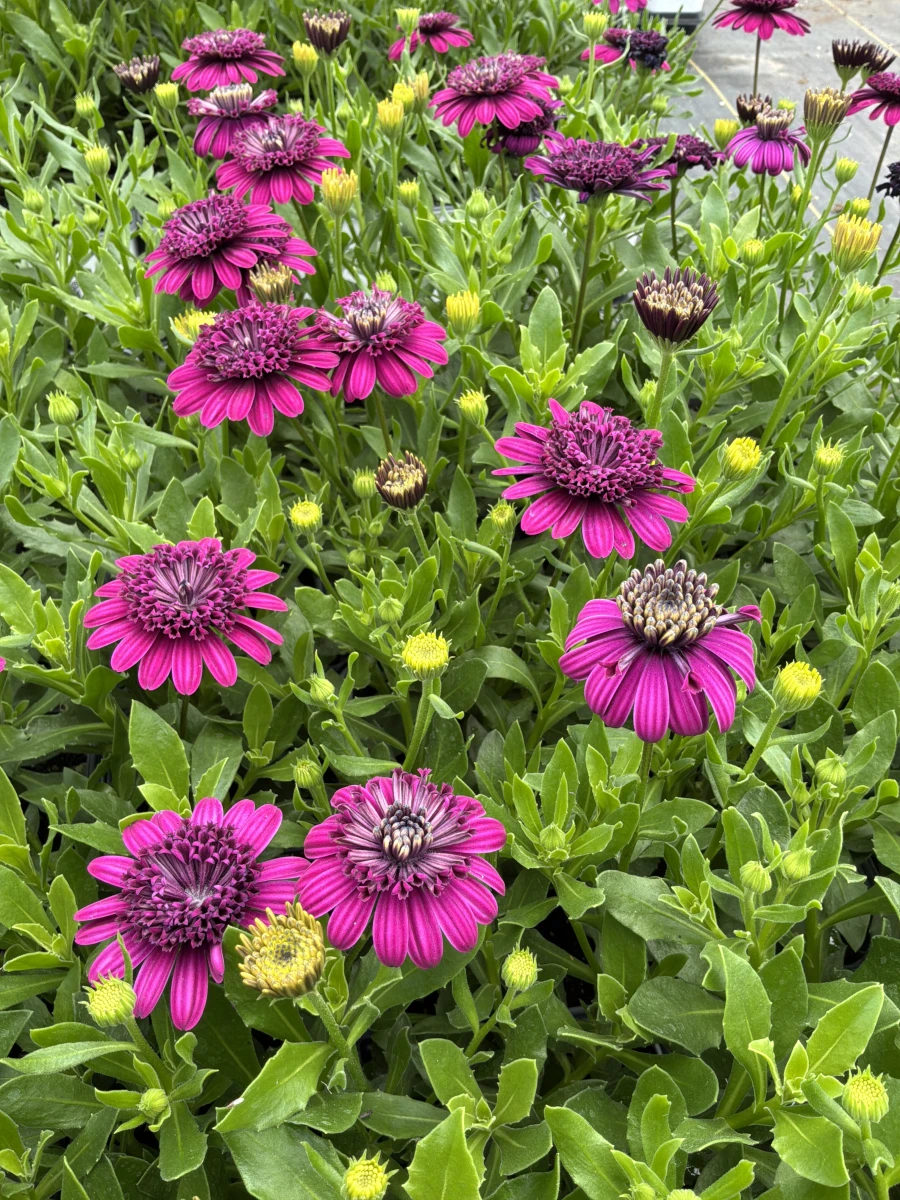 African Daisy