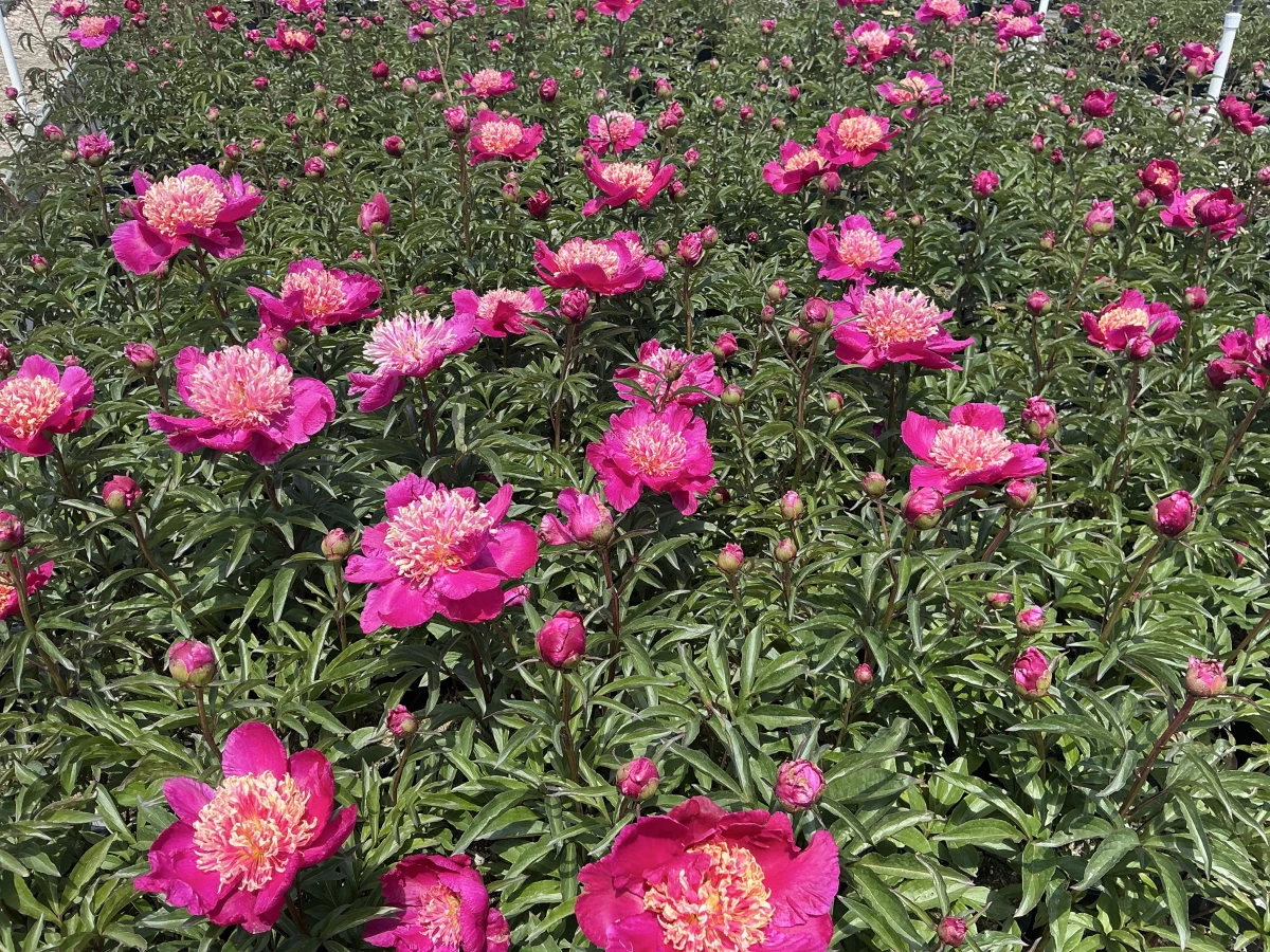 Peony