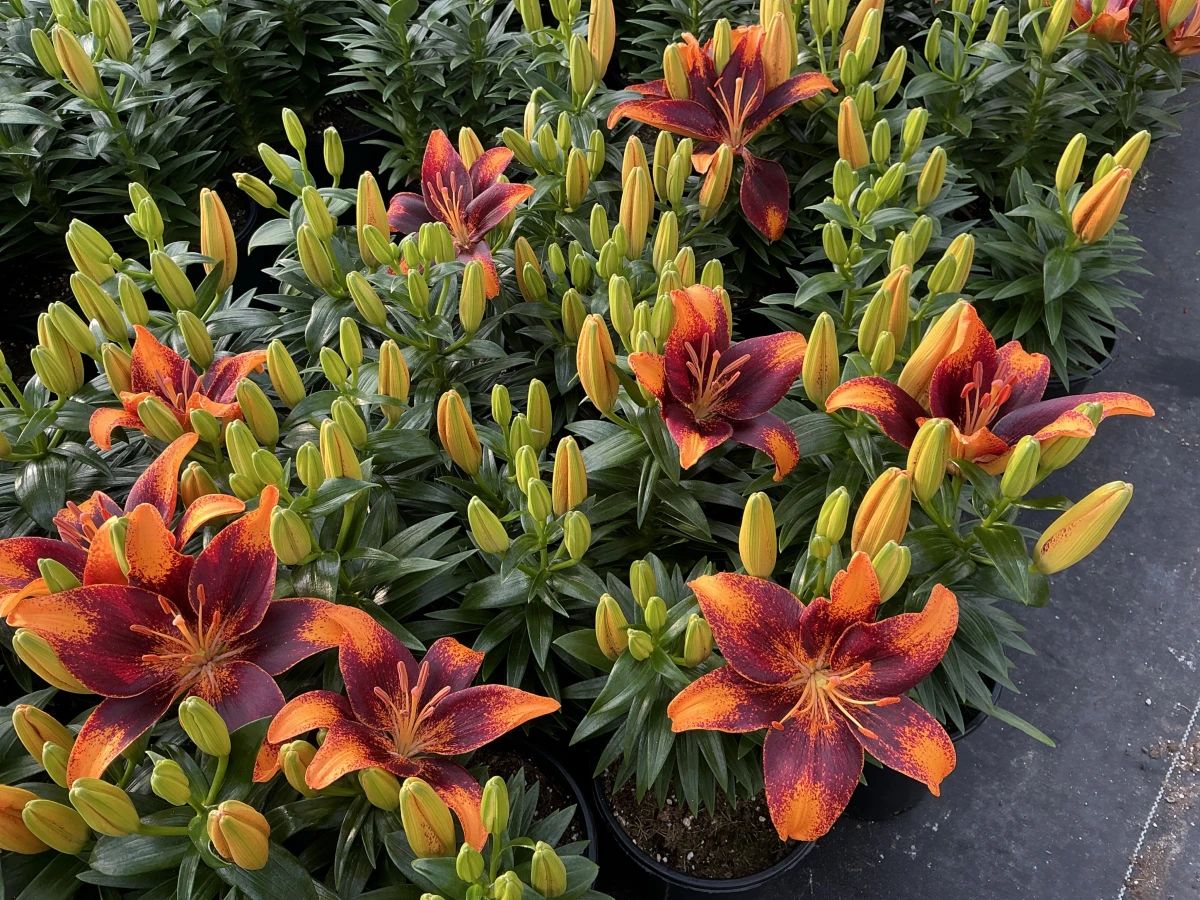 Lily
