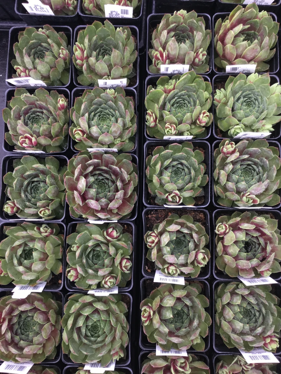 Hens and Chicks