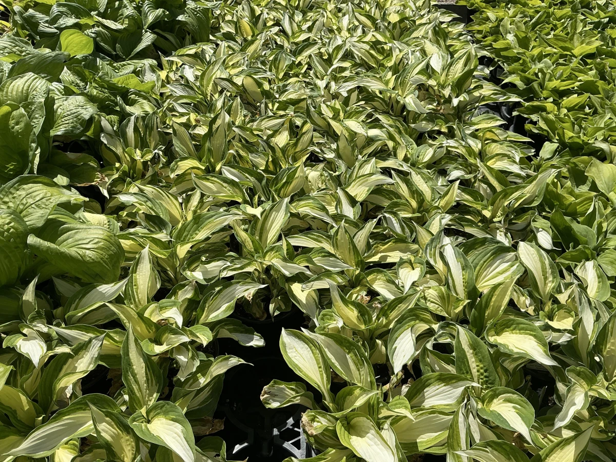 Plantain Lily
