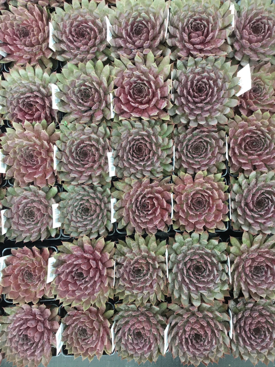 Hens and Chicks
