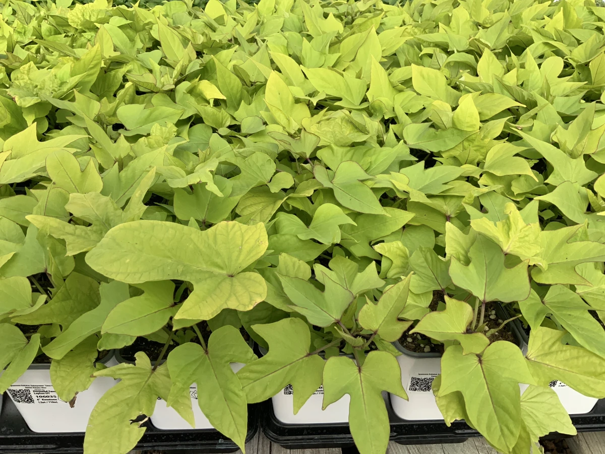 Sweet Potato Vine