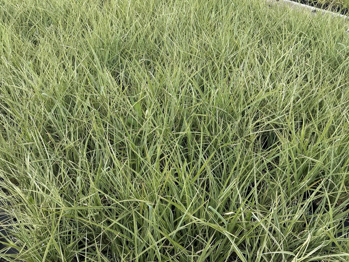 Maiden Grass