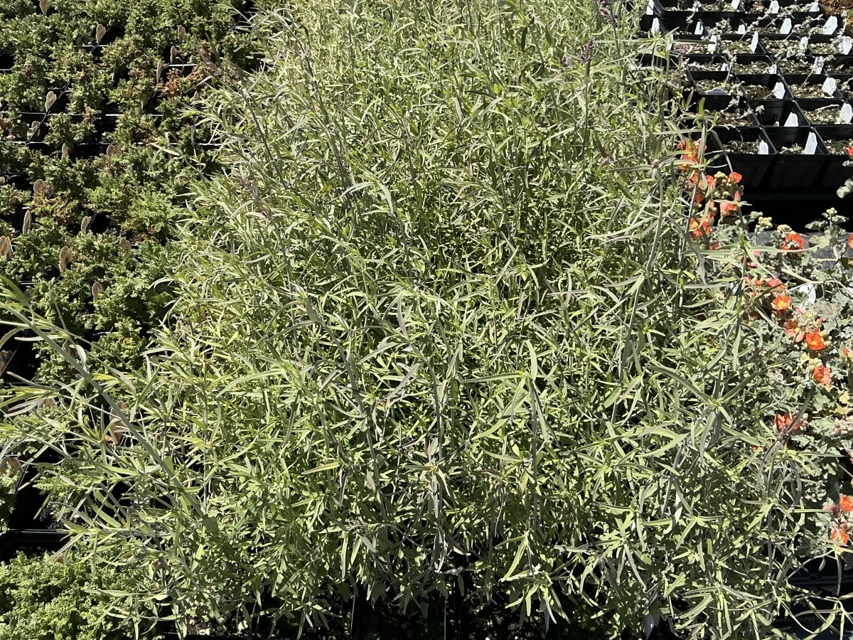 Hyssop, Hummingbird Mint