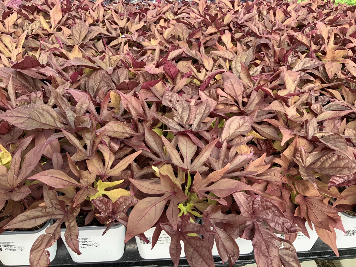 Sweet Potato Vine