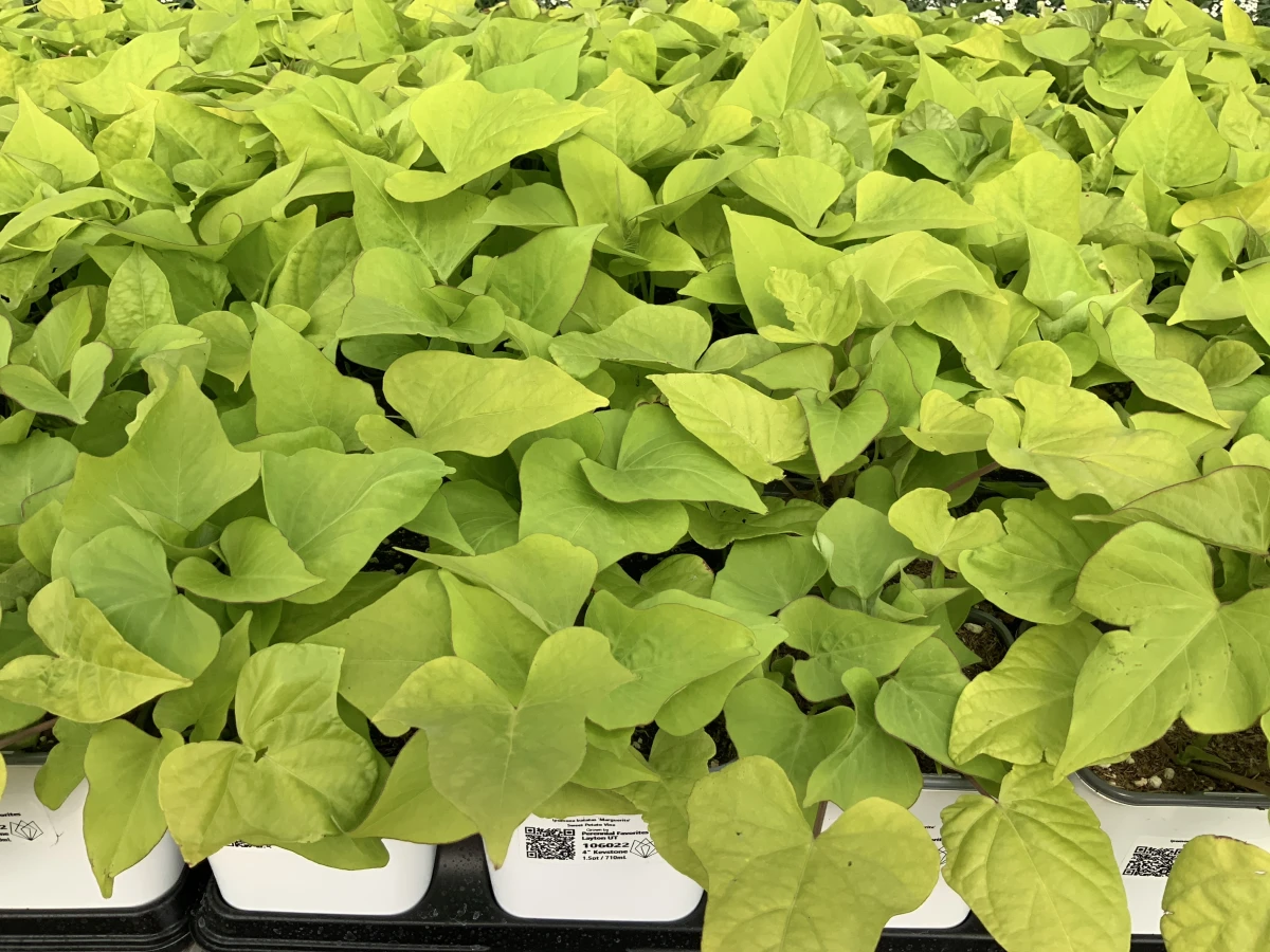 Sweet Potato Vine