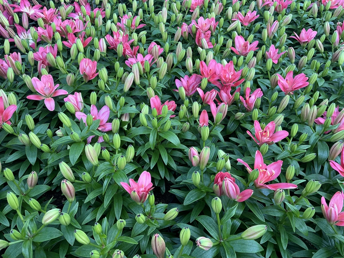 Lily