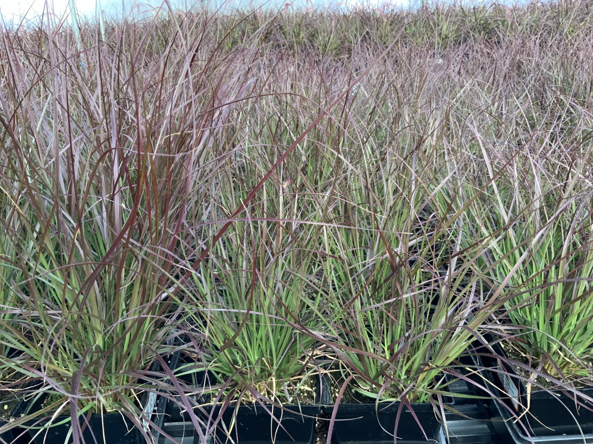 Dwarf Purple Fountain Grass
