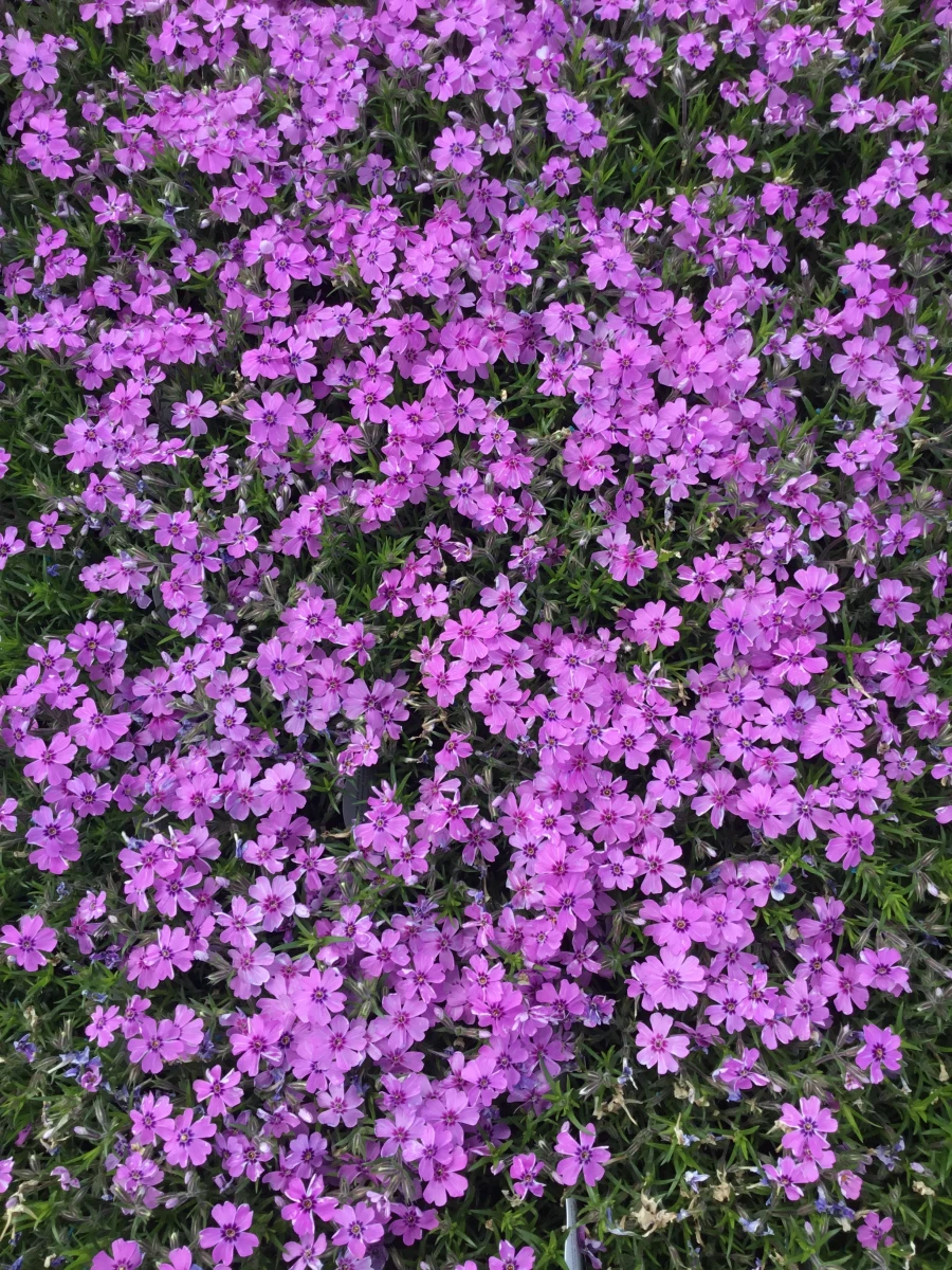 Creeping Phlox, Moss Phlox