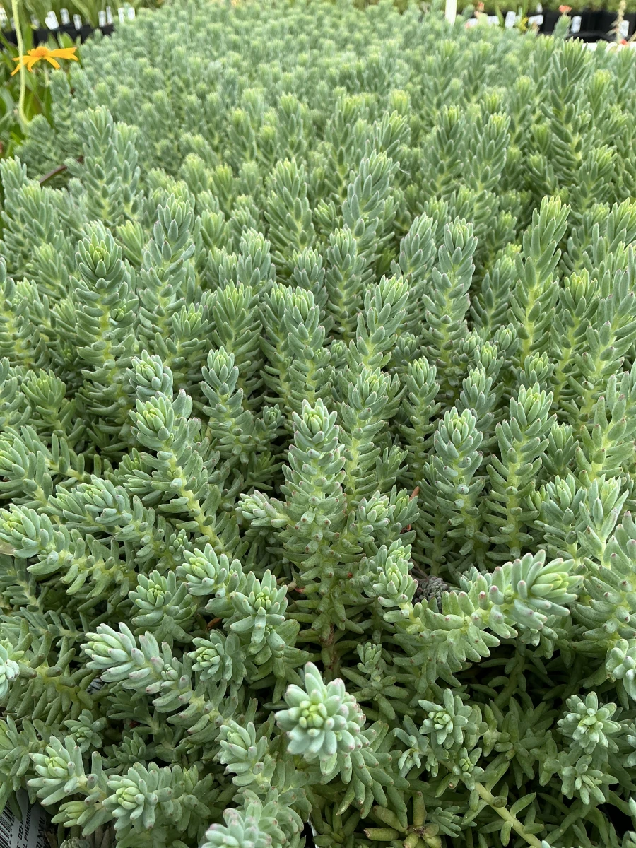 Stonecrop