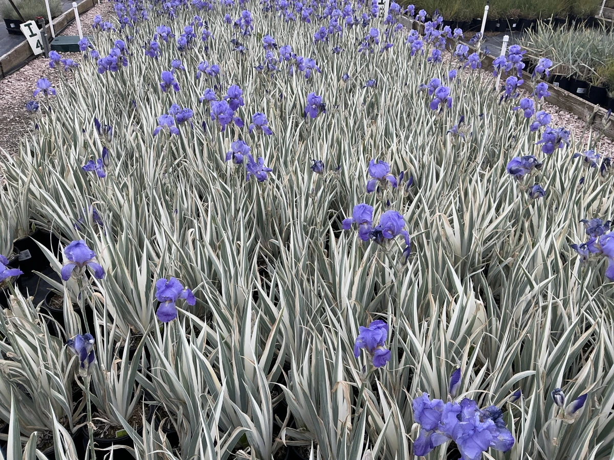 Variegated Sweet Iris, Dalmatian Iris