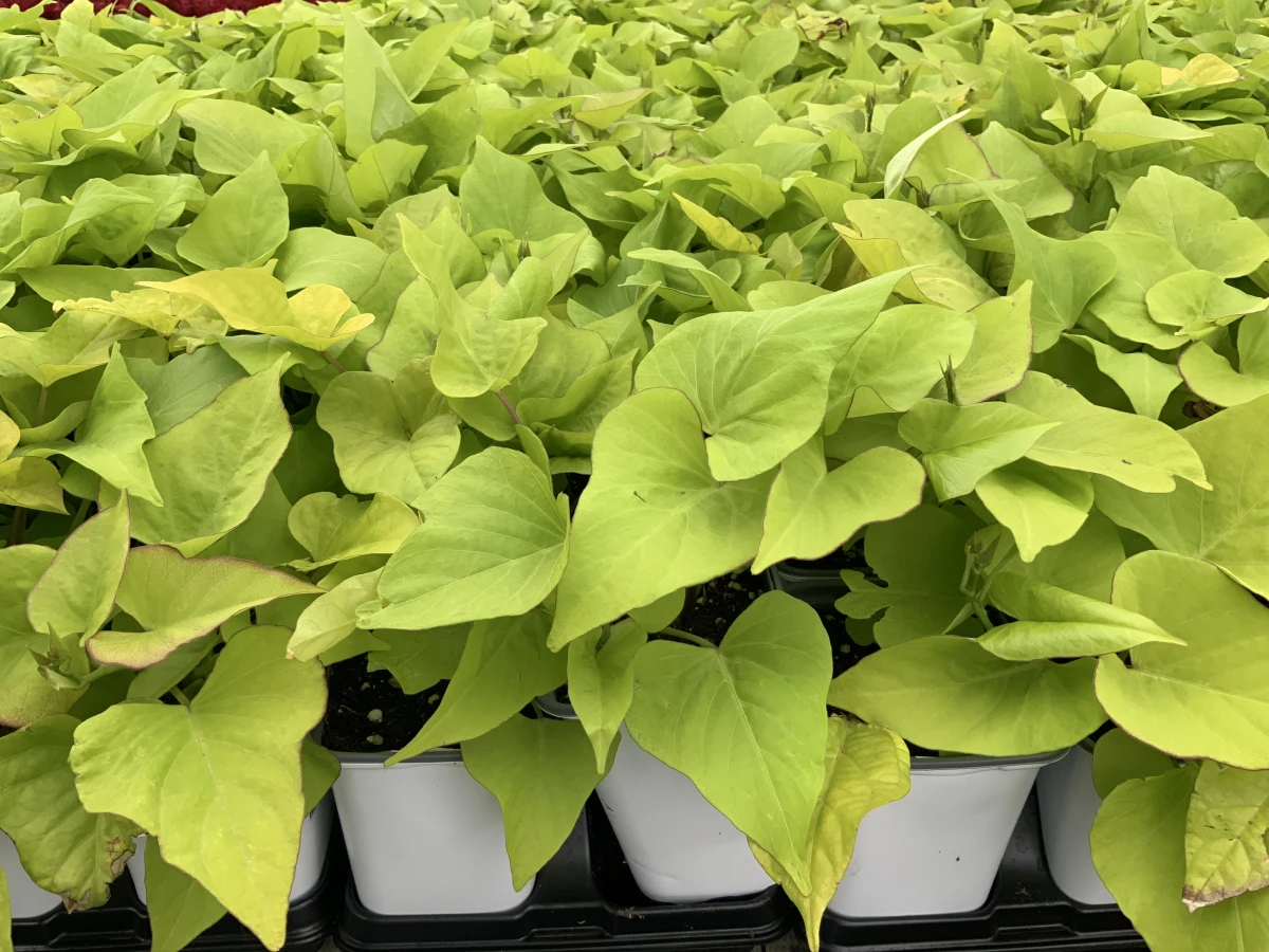 Sweet Potato Vine