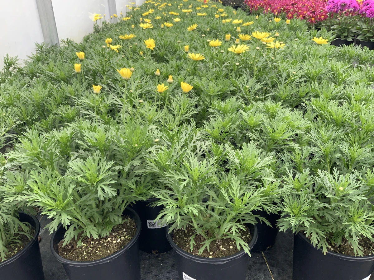Marguerite Daisy