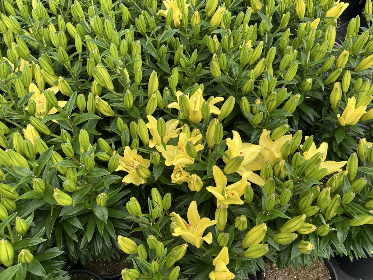 Lily