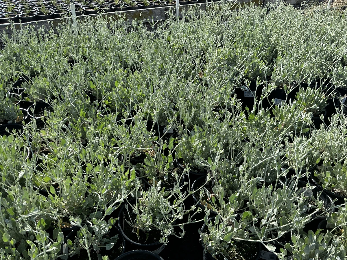 Snow Buckwheat