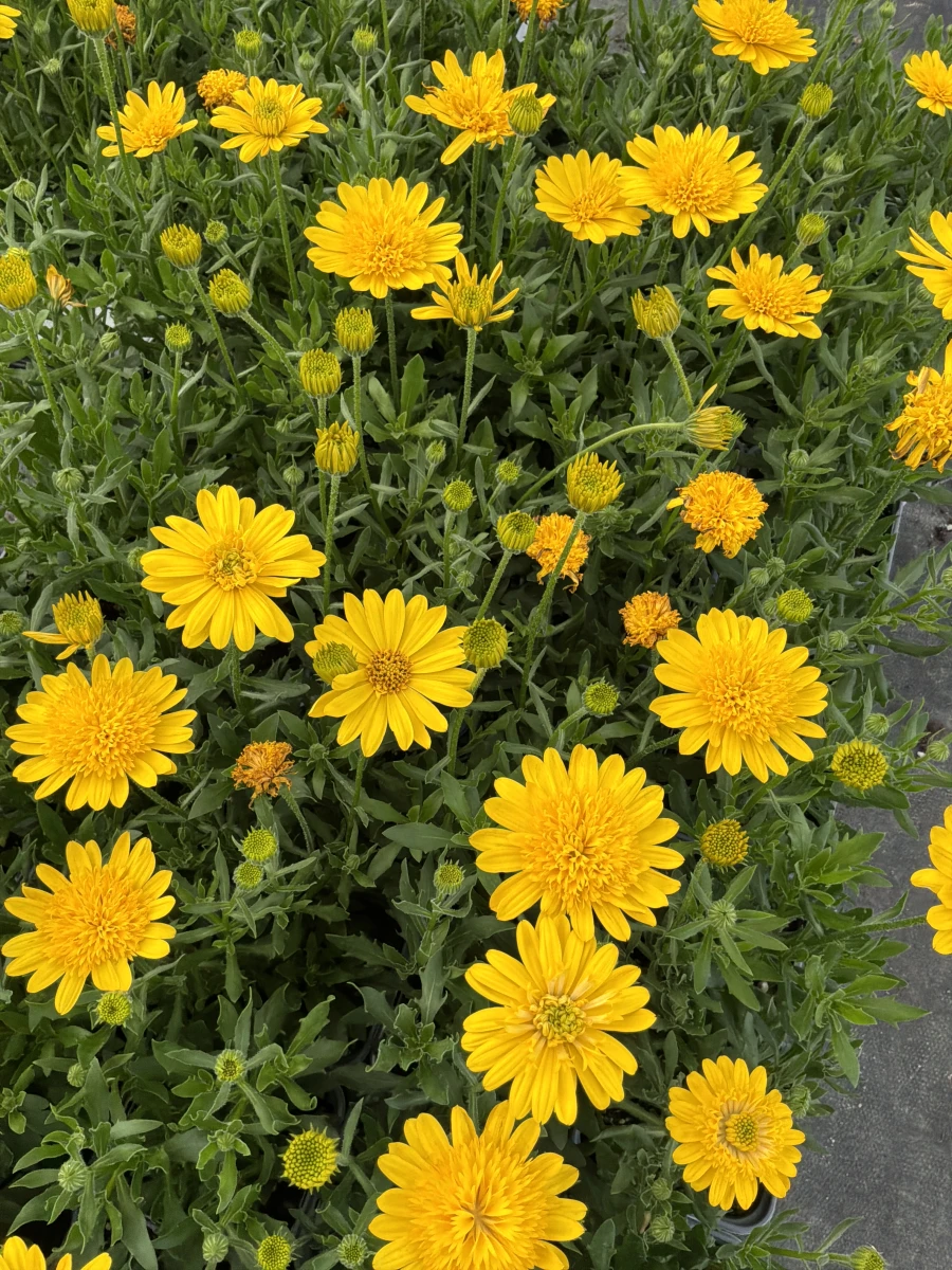 African Daisy