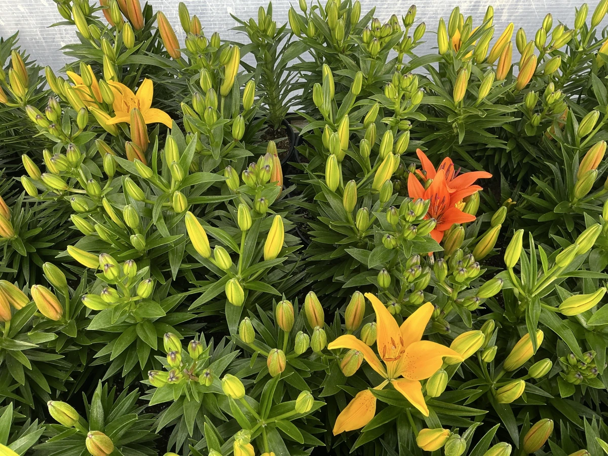 Lily