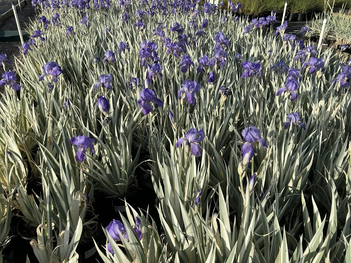 Variegated Sweet Iris, Dalmatian Iris