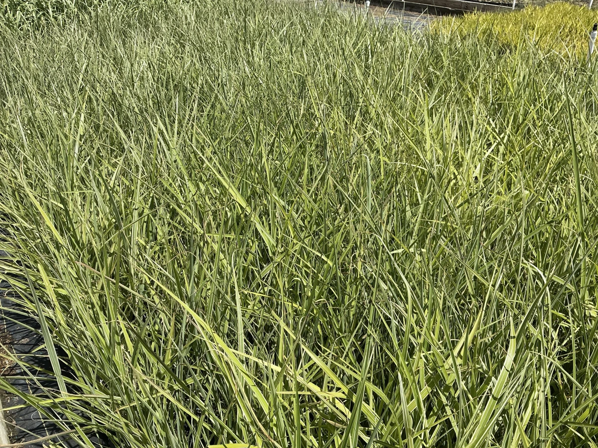 Maiden Grass