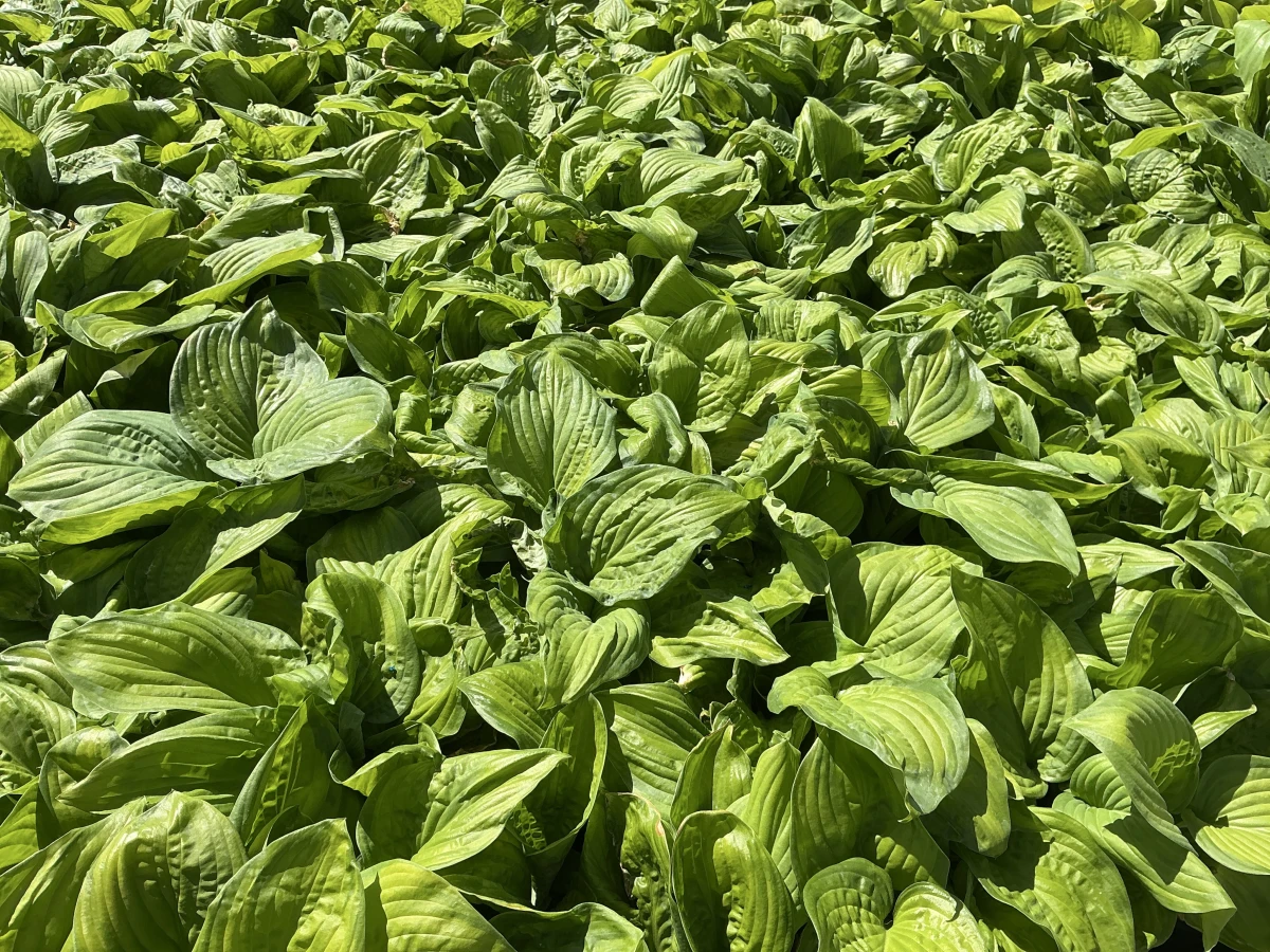 Plantain Lily