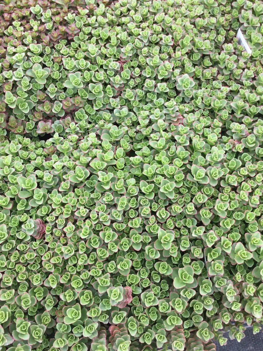 Stonecrop