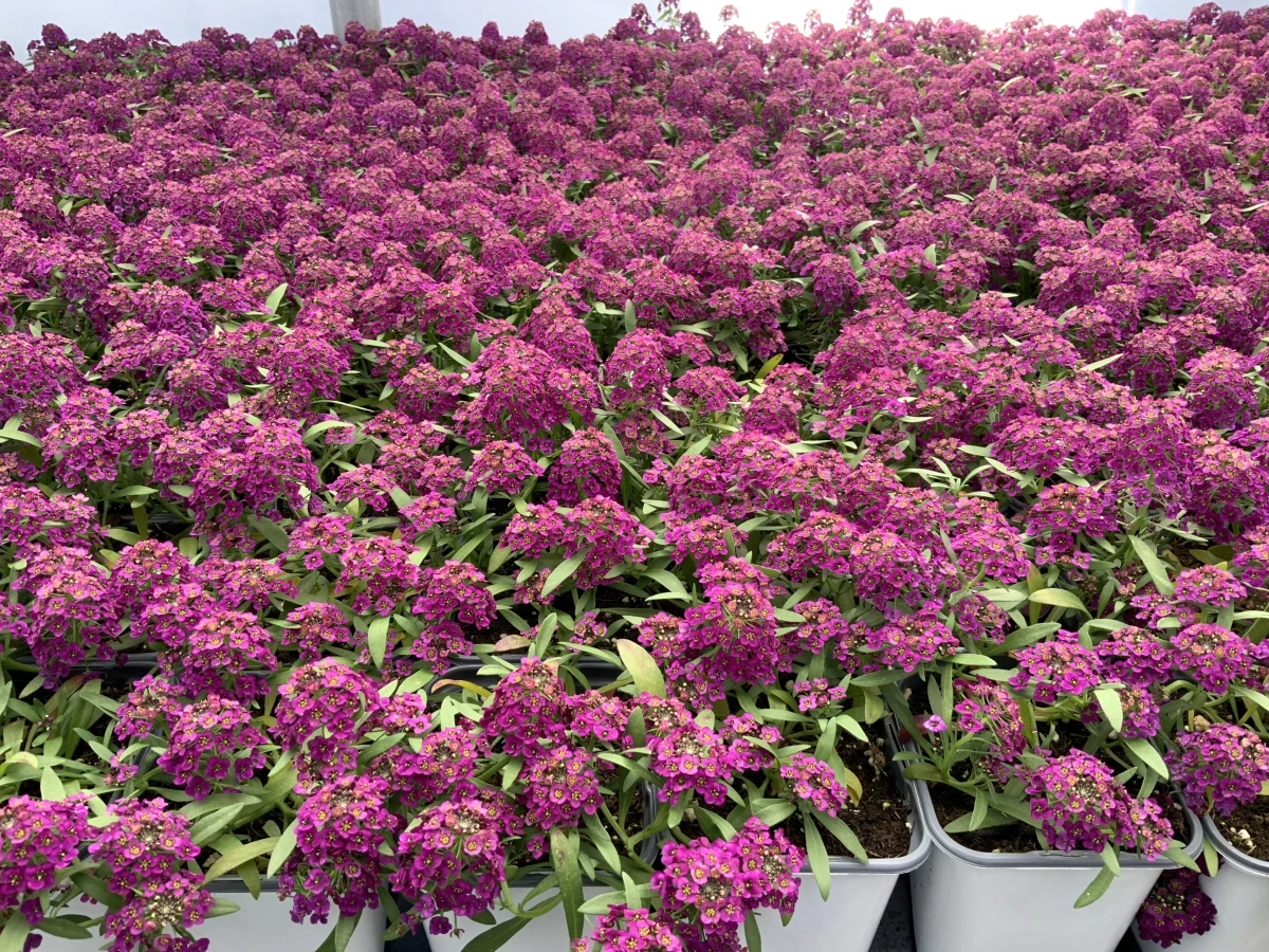 Sweet Alyssum
