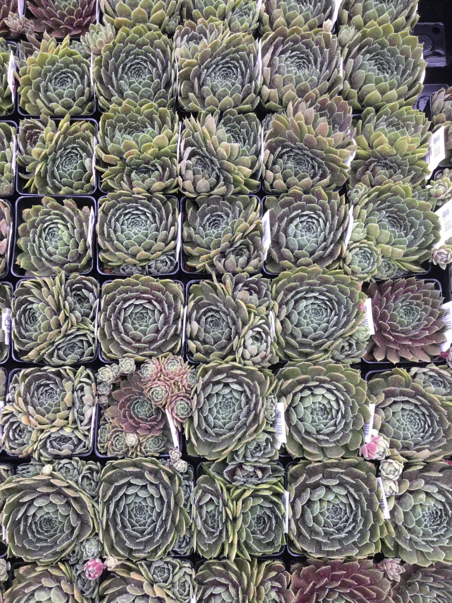 Hens and Chicks