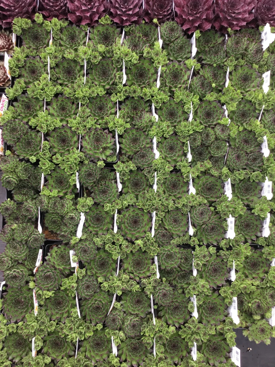 Hens and Chicks