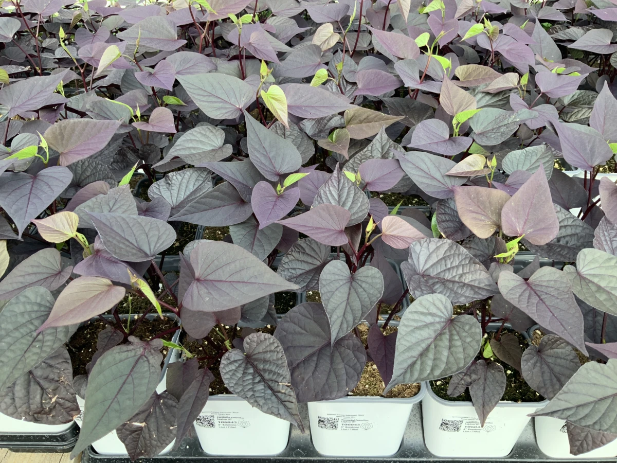 Sweet Potato Vine