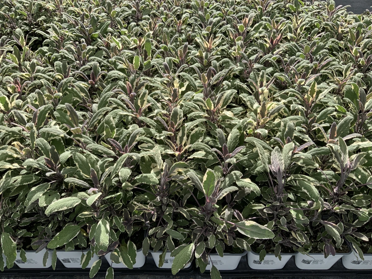 Variegated Leaf Garden Sage