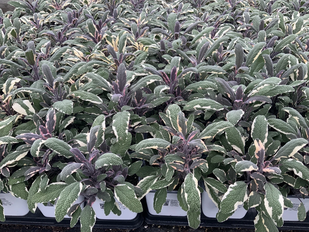 Variegated Leaf Garden Sage
