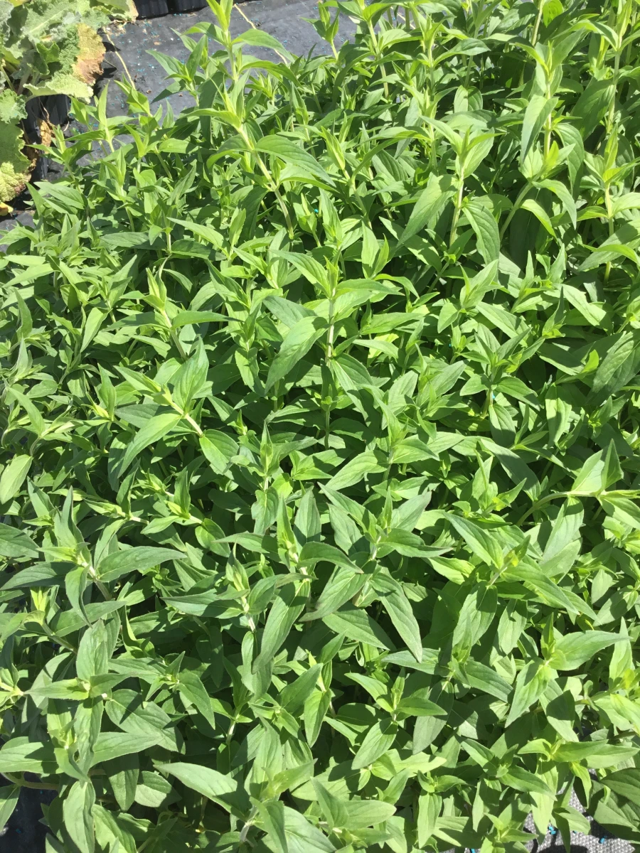Clustered Mountain Mint
