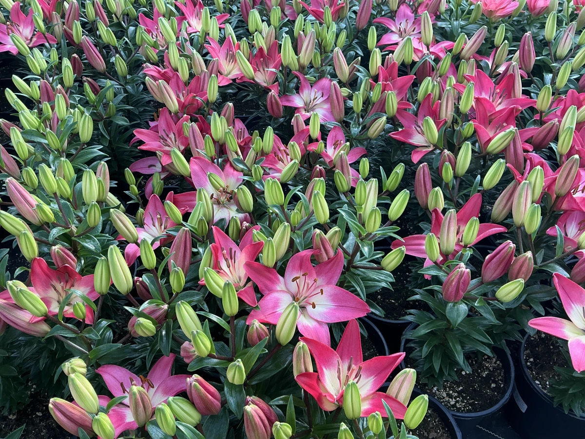 Lily