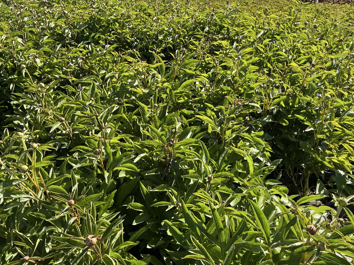 Peony