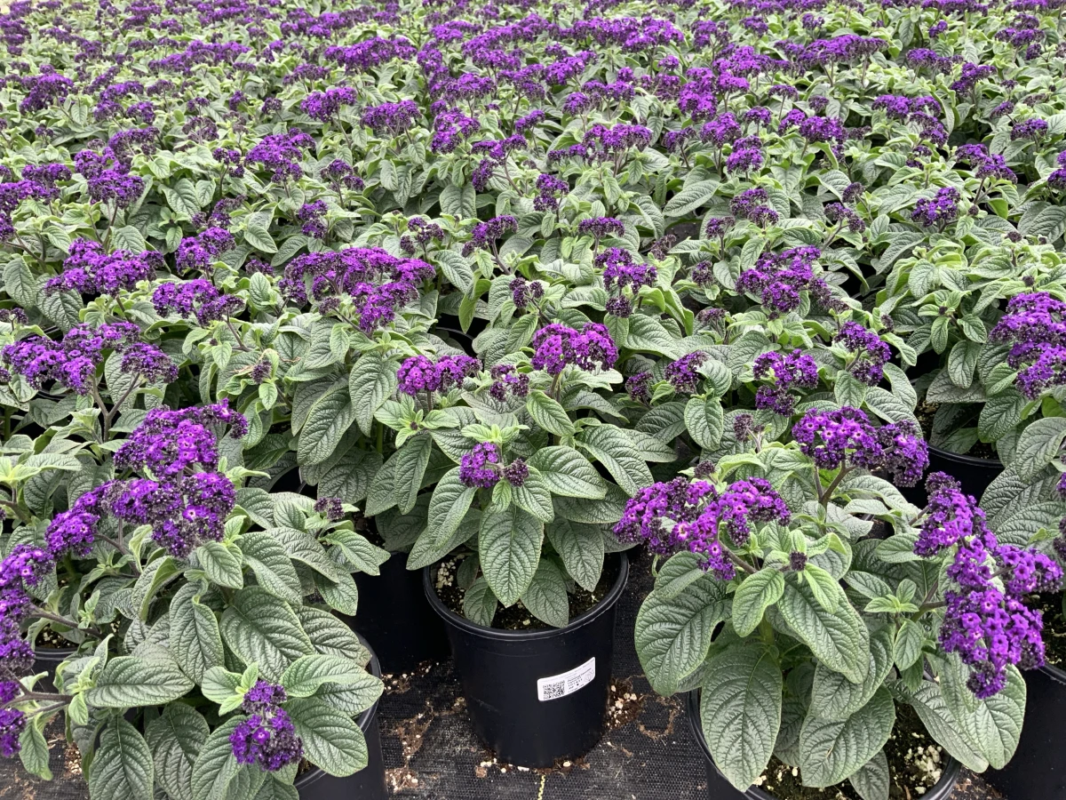 Heliotrope