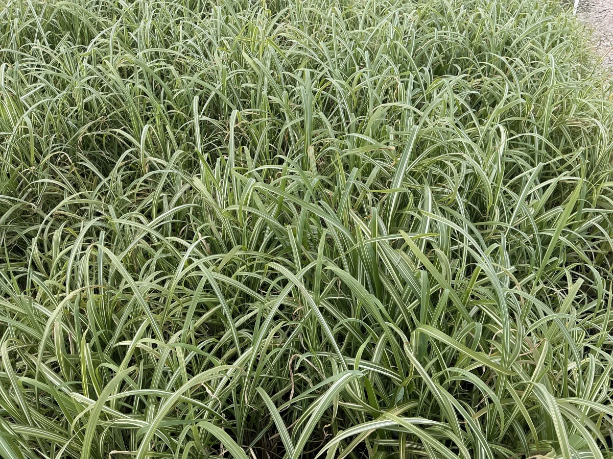 Maiden Grass, Japanese Silver Grass