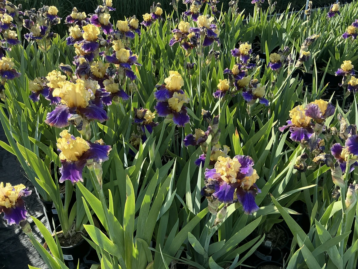 Bearded Iris