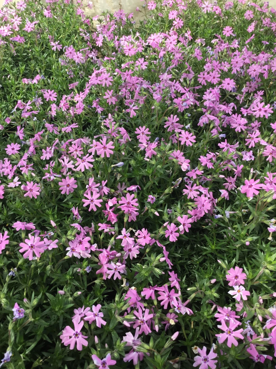 Creeping Phlox, Moss Phlox