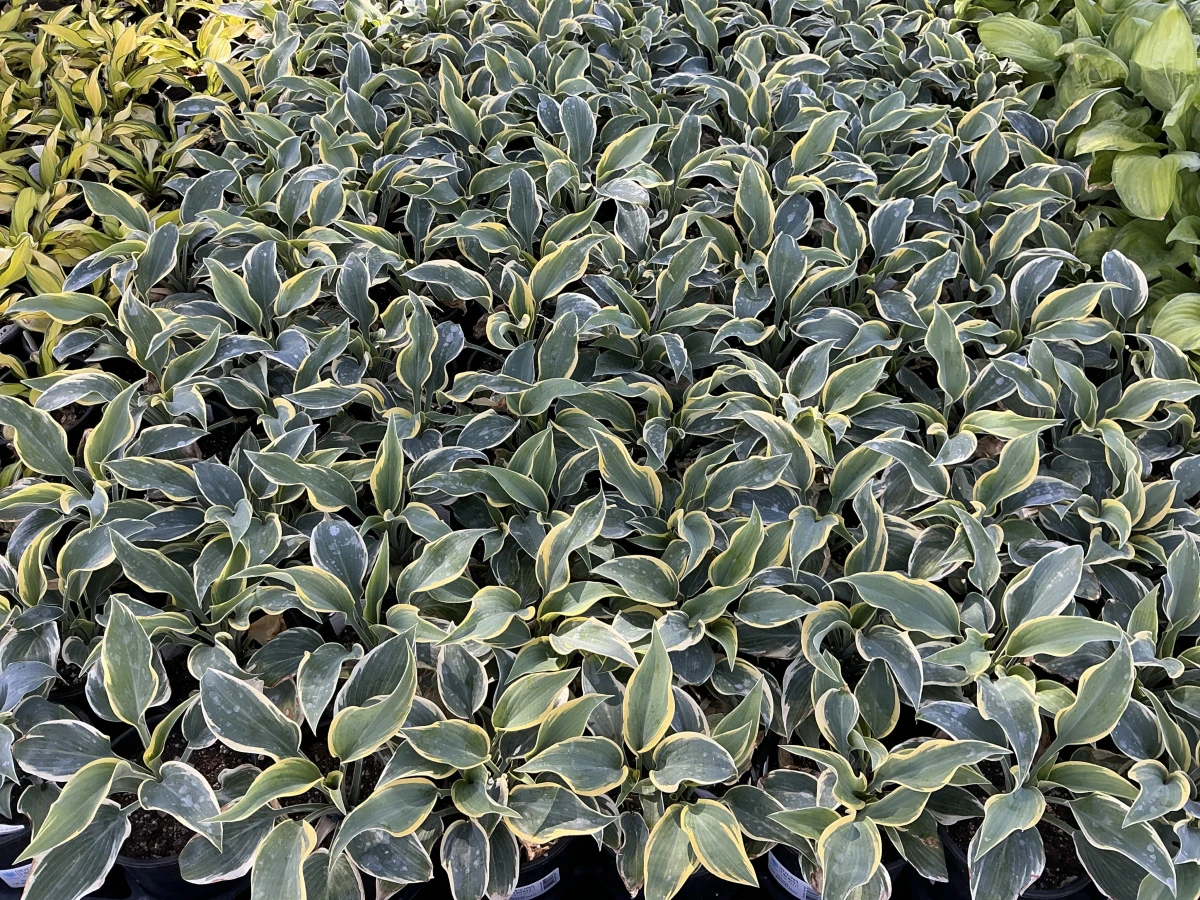 Plantain Lily