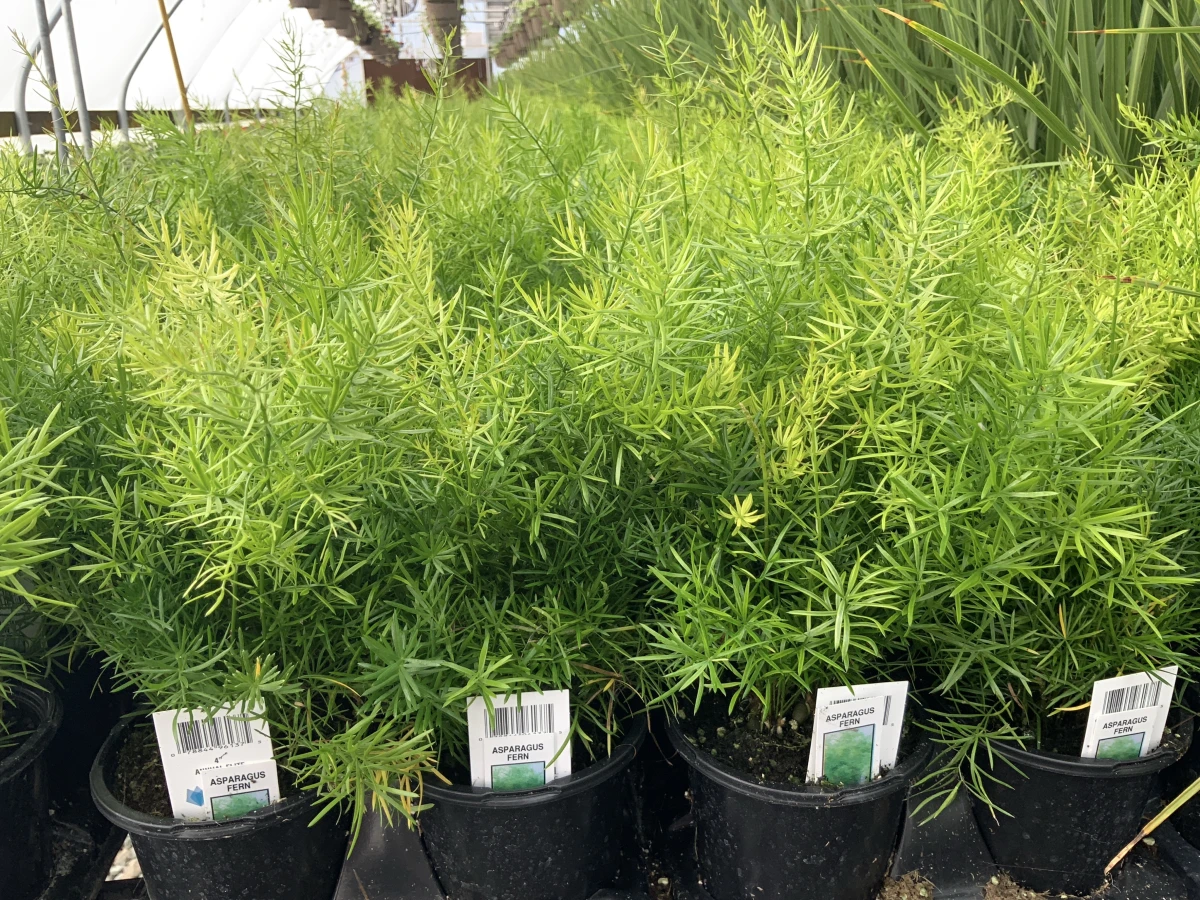 Asparagus Fern